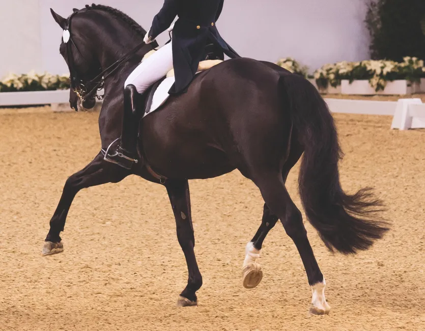 Lire la suite de l'actualité Félicitations à Lucie Van Gampelaere pour son podium au Championnat de France d’Équitation